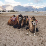 Zakochany wielbłąd