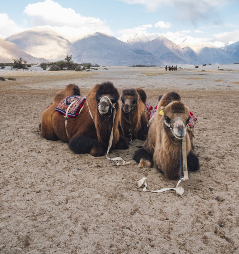 Zakochany wielbłąd